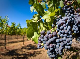 «Потеряли рынки сбыта»: в Одессе уничтожили около 500 гектаров виноградников