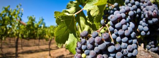 «Потеряли рынки сбыта»: в Одессе уничтожили около 500 гектаров виноградников