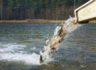 Водоемы Одесской области пополнили миллионами экземпляров разной рыбы