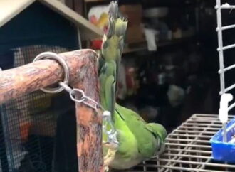 У одесского попугая, которого держали на цепи, нашлись покупатели