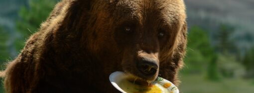 Одесситам в зоопарке расскажут познавательные факты о медведях и покажут, как их кормят