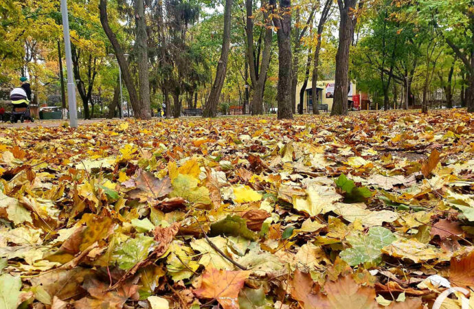 Погода на 6 листопада. В Одесі буде сильний вітер, бережіться аварійних дерев