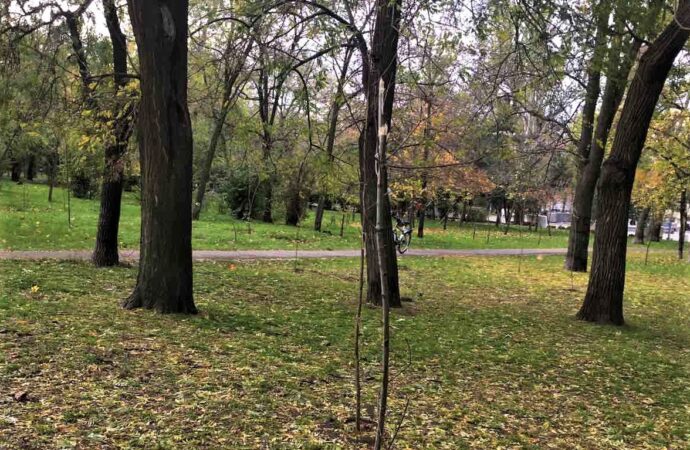 Ламати — не саджати: в Одесі вандали зламали 15 саджанців нещодавно посаджених дерев