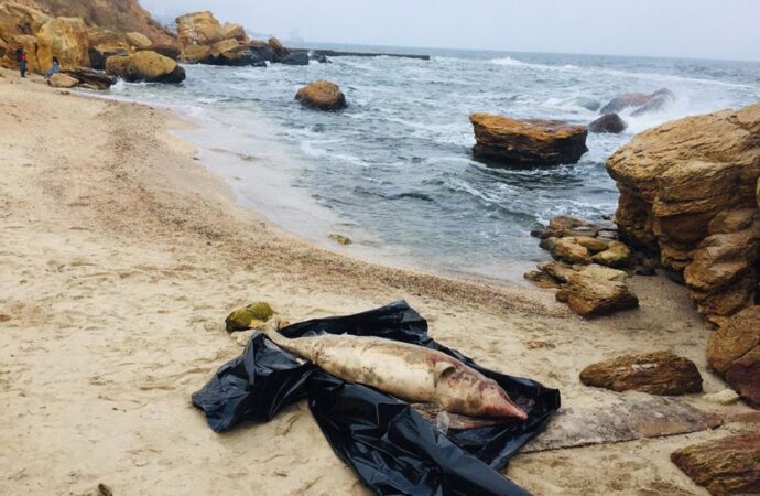 «Дикая ситуация»: Саакашвили нашел на одесском пляже мертвого дельфина и поделился реакцией