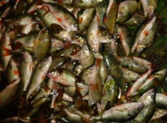 Браконьеры в Одесской области наловили рыбы и раков на 15 тысяч гривен