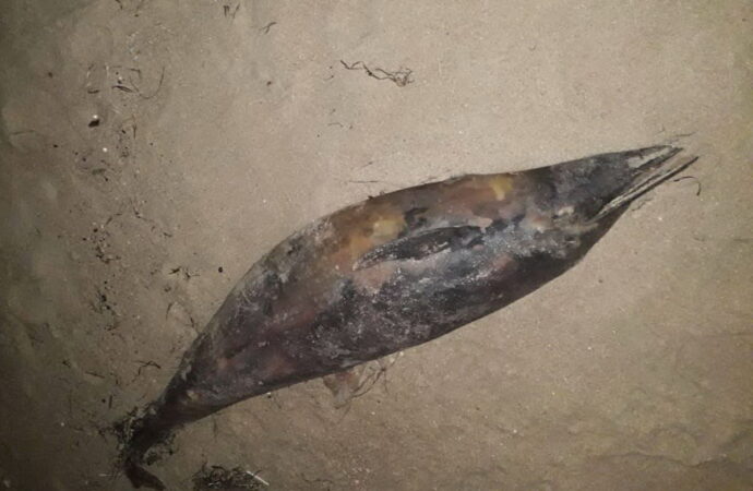 У рыбного порта близ Одессы нашли двух мертвых дельфинов (фото)