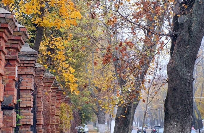 Здравствуй, дерево — прощай, дерево: что в Одессе происходит с озеленением?