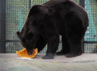 Детям праздник, косолапым тыквы: как прошел медвежий день в Одесском зоопарке (фото)