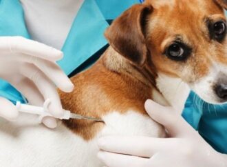 Чипирование домашних животных: адреса клиник в Одессе