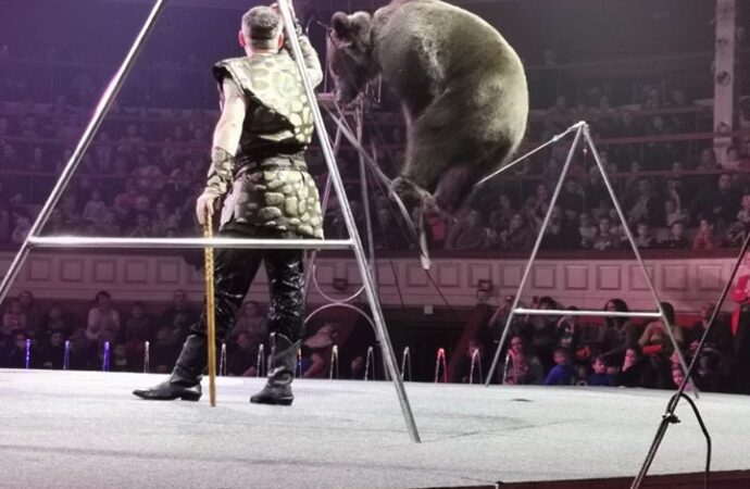 Вопреки запрету суда: бурый медведь выступает на арене Одесского цирка