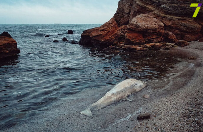 На Чкаловский пляж в Одессе выбросило мертвого дельфина