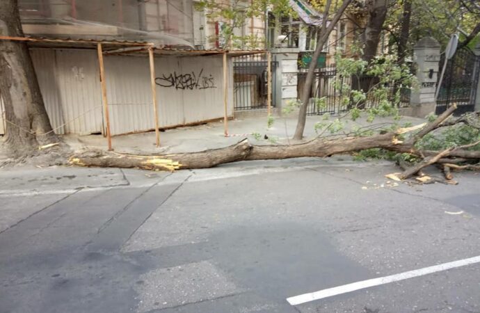 Будьте бдительны и не бросайте машины: в Одессе из-за сильного ветра падают деревья