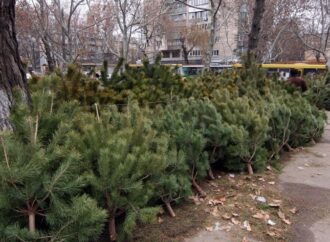 Что и почем: одесситам — о новогодних деревьях