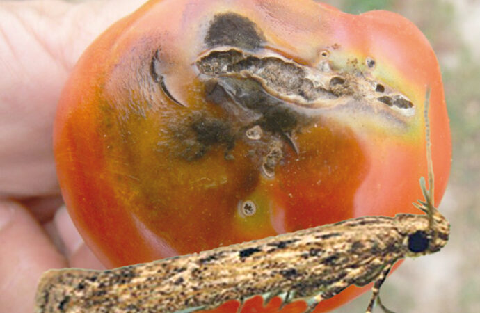 В Одесской области обнаружили турецкие помидоры, зараженные томатной молью