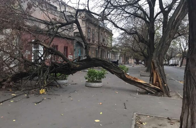 Непогода: деревопад в Одессе продолжается