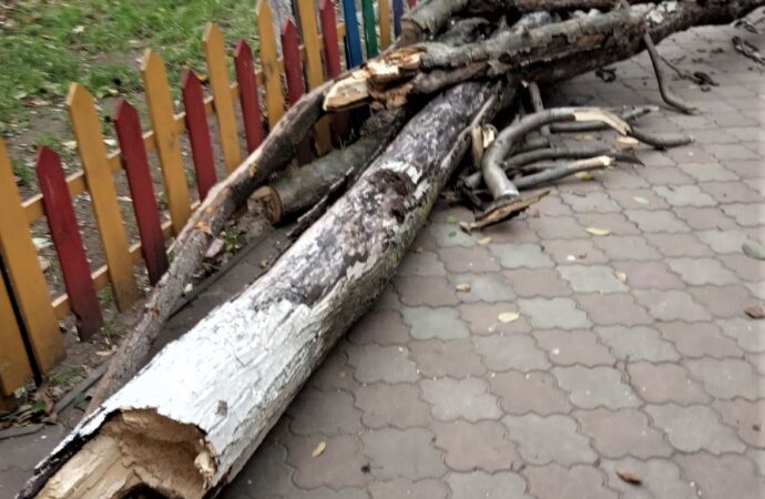 В Одессе выявили сотни аварийных деревьев: вместо них высадят новые