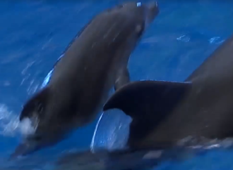 В одесском дельфинарии появился на свет дельфиненок-рекордсмен (видео)