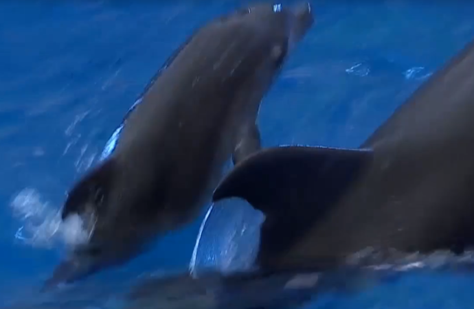 В одесском дельфинарии появился на свет дельфиненок-рекордсмен (видео)