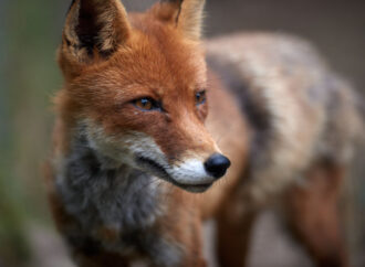 В Одесской области обнаружили бешеных красных лисиц
