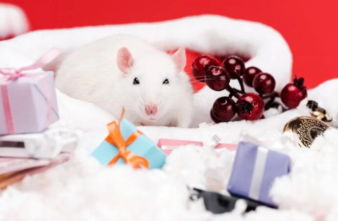 Знакомьтесь, Белая Крыса – красавица, умница, интеллектуалка: что мы знаем о символе грядущего года
