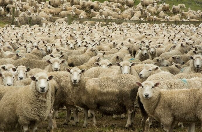 В нацпарке под Одессой овцы уничтожают уникальную экосистему