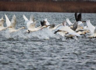 В заповедный парк под Одессой прилетели зимовать редкие птицы из тундры (видео)