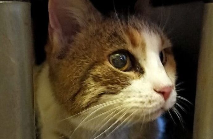 Інстинкт не підвів: на місці пожежі рятувальники знайшли живою трикольорову кішку Соню