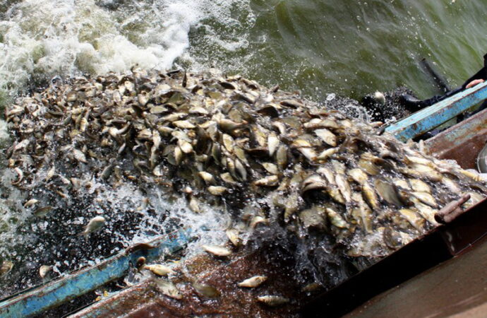 В озеро под Одессой заселили два с половиной миллиона мальков рыбы
