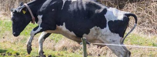Житель Одесской области нарушил закон из-за коровы