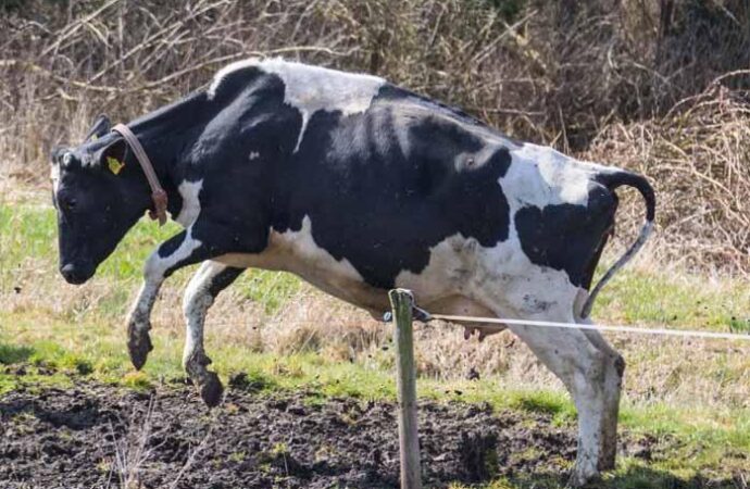 Житель Одесской области нарушил закон из-за коровы