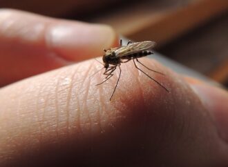 Из-за теплой зимы в Одессе и области проснулись мухи, комары и пчелы: чем это грозит