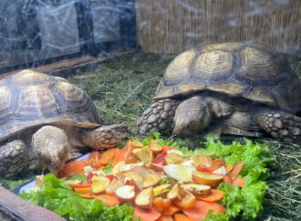 В одесском зоопарке поселилась парочка крупнейших в мире черепах (фото, видео)