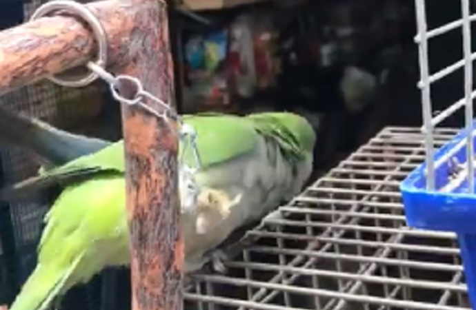 В Одессе оштрафуют торговца, посадившего на цепь попугая