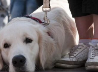 Одягніть тваринам намордники: в одному із парків Одеси невідомі труять собак (відео)
