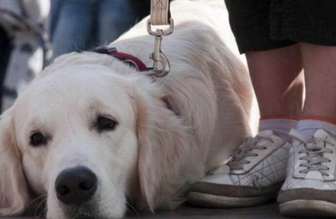 Одягніть тваринам намордники: в одному із парків Одеси невідомі труять собак (відео)