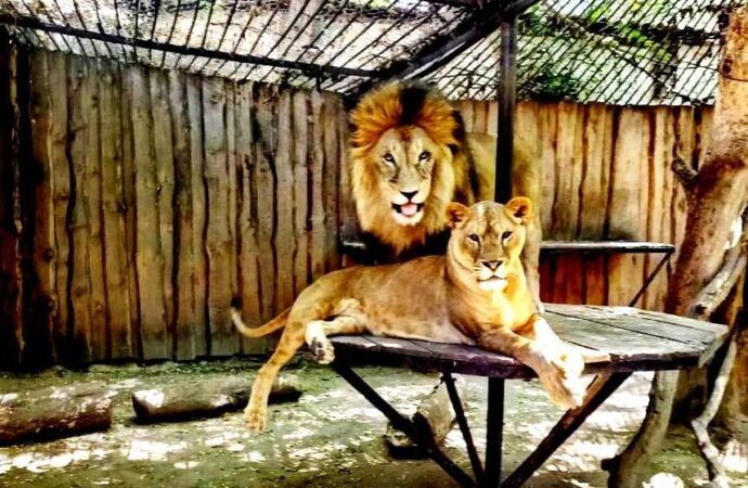 Пара року: до Дня закоханих в Одеському зоопарку оголосили романтичний конкурс