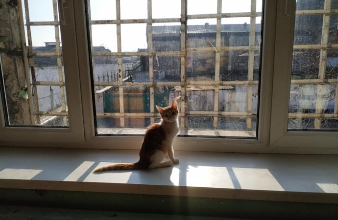 Усюди коти, а умови бажають кращого: як міністр юстиції несподівано відвідав Одеський СІЗО (фото)