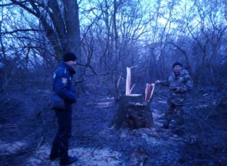 В Одесской области спилили на дрова деревья вдоль оросительных сетей (фото)