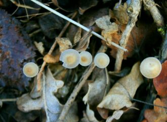 В нацпарке под Одессой выросли зимние грибы (фото)