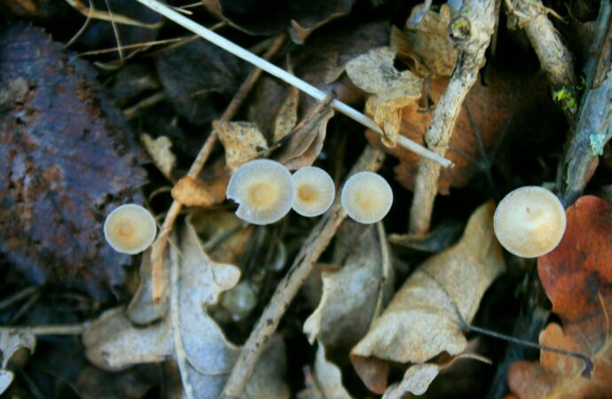 В нацпарке под Одессой выросли зимние грибы (фото)