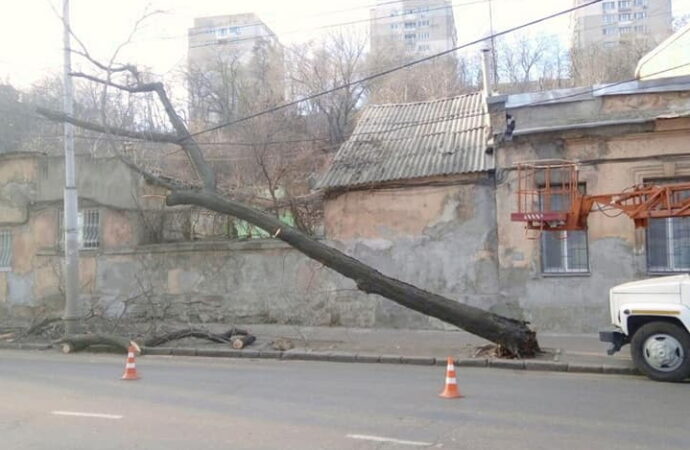 От сильного ветра в Одессе падают деревья (фото)