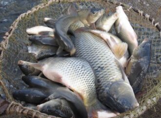 Браконьеры в Одесской области наловили рыбы на 72 тысячи гривен