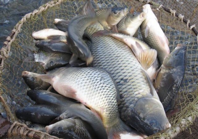 Браконьеры в Одесской области наловили рыбы на 72 тысячи гривен