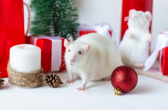 Новый год по-китайски: как приручить Белую Крысу