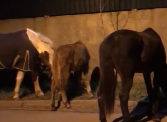 В Одессе по проспекту Свободы гуляли сбежавшие лошади