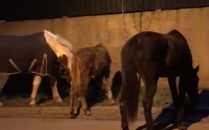 В Одессе по проспекту Свободы гуляли сбежавшие лошади