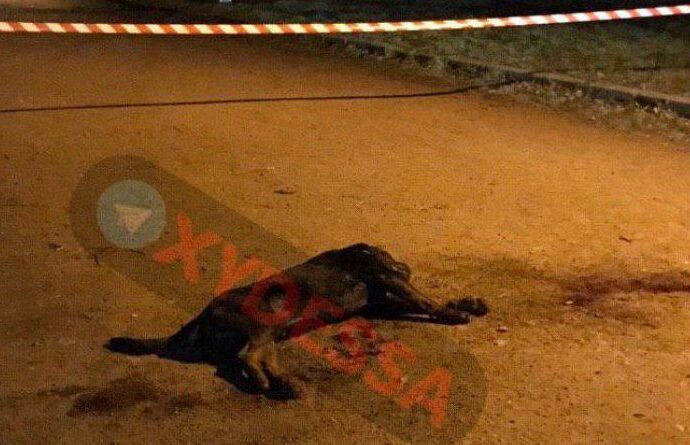В Одессе пристрелили пса, который искусал хозяйку и напал на полицейских (видео)