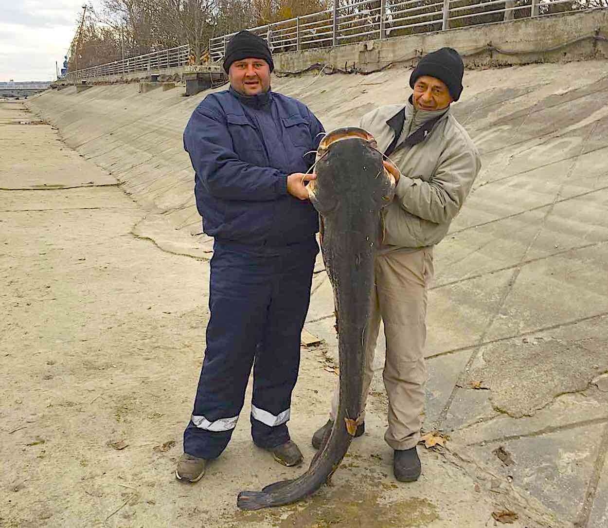 Поймали огромного сома видео