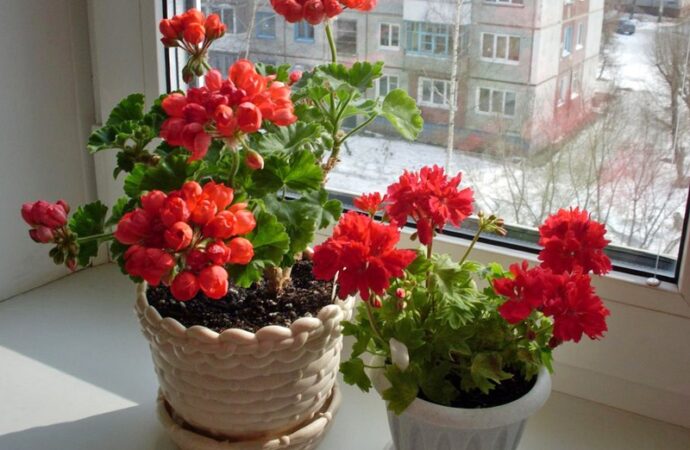 Оранжерея на подоконнике: растения для счастья и удачи