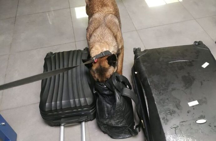 Знайшла «сувенір бадьорості»: одеські митники розповіли про одну із службових собак